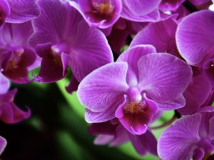 purple orchids
